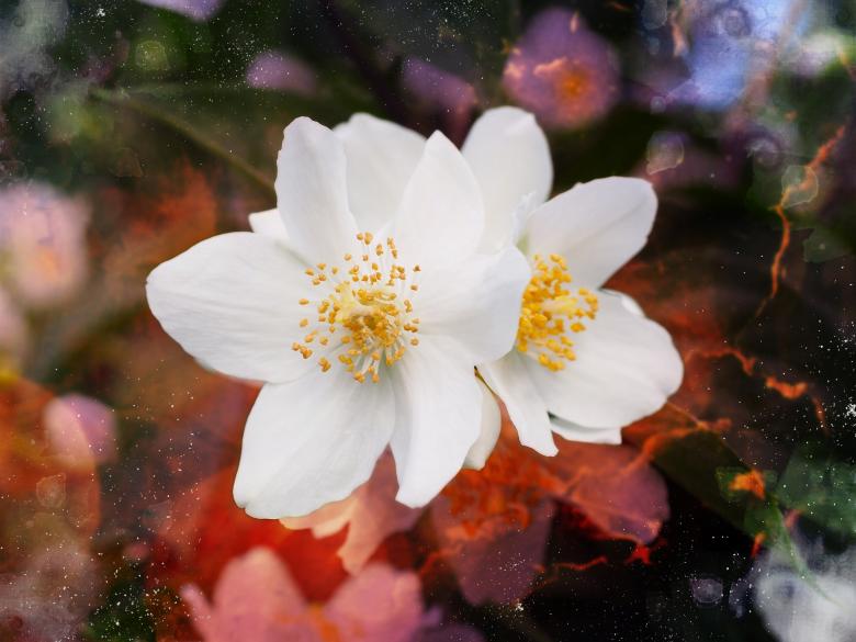 Free stock image of Flower created by Pixabay
