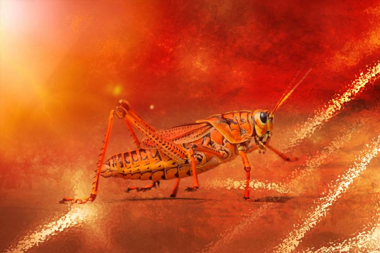 Free stock image of Grasshopper created by Pixabay