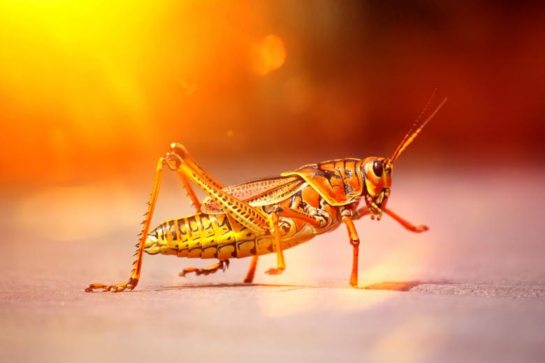 Free stock image of Grasshopper created by Pixabay
