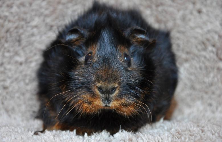 Free stock image of Guinea-pig created by Pixabay