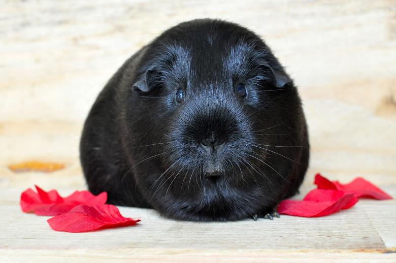 Free stock image of Guinea-pig created by Pixabay