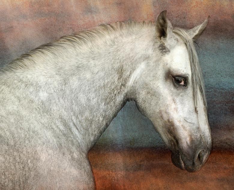 Free stock image of Horse created by Pixabay