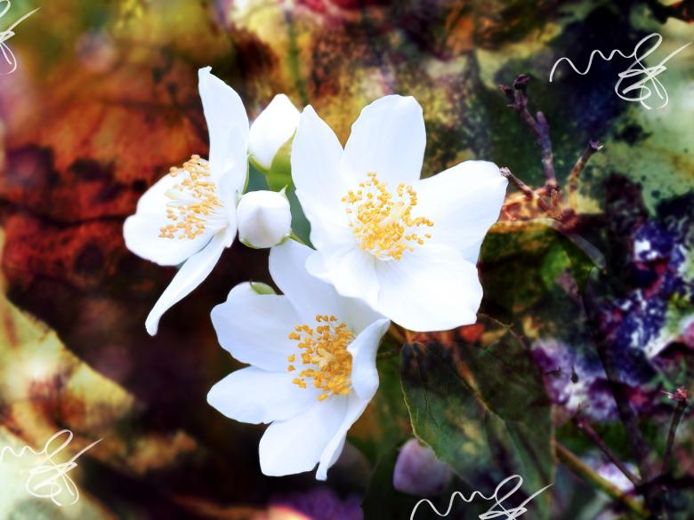Free stock image of Jasmin created by Pixabay