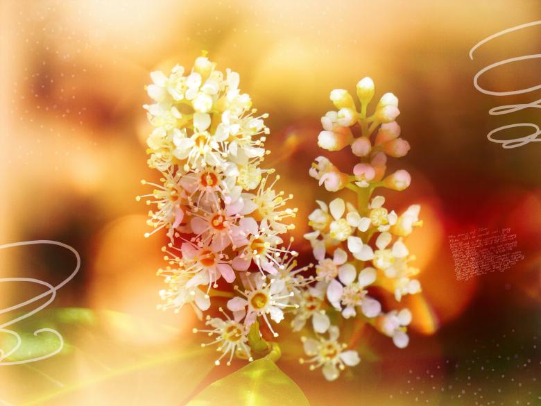 Free stock image of Blossom created by Pixabay