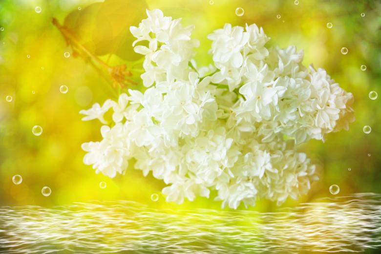 Free stock image of Lilac created by Pixabay