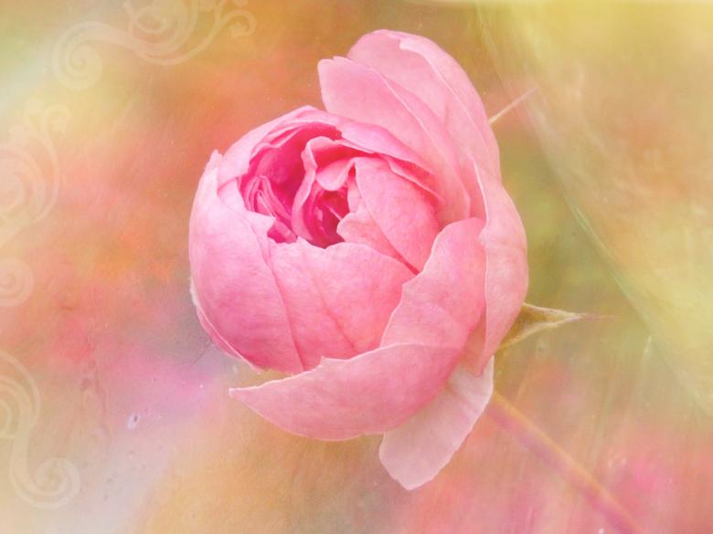 Free stock image of Rose created by Pixabay