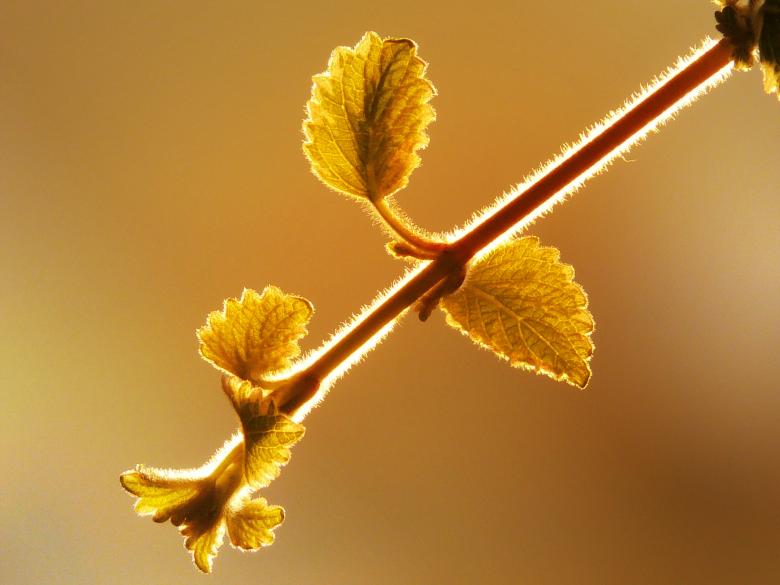 Free stock image of Plant created by Pixabay