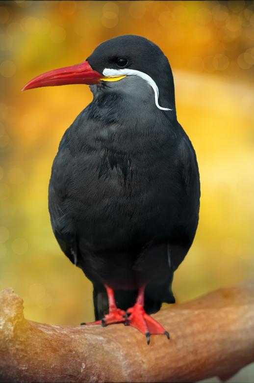 Free stock image of Bird created by Pixabay