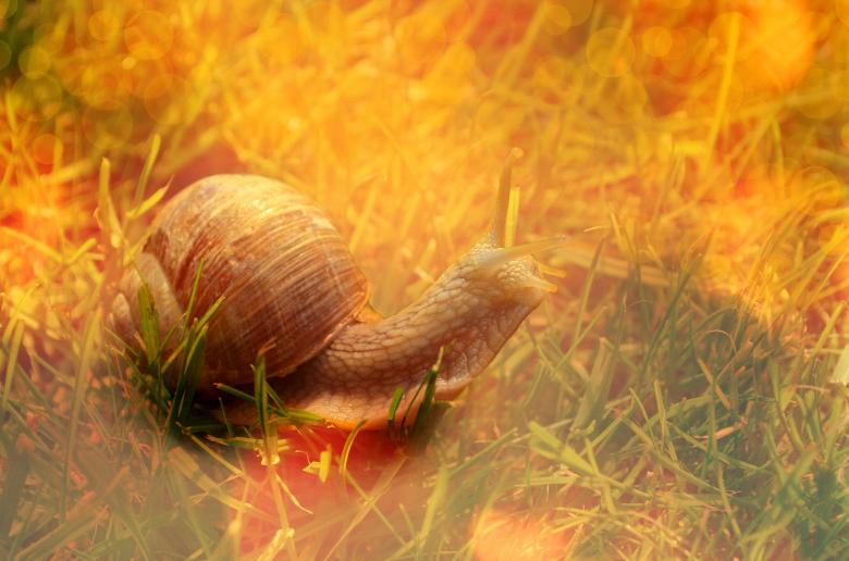 Free stock image of Snail created by Pixabay