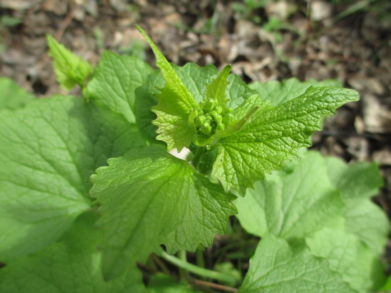Free stock image of Green leaves in April created by Eugene Slobodin