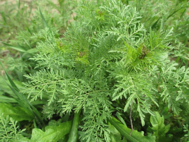 Free stock image of Sagebrush created by Eugene Slobodin