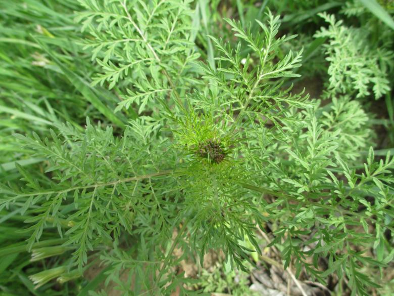 Free stock image of Green sagebrush in April created by Eugene Slobodin
