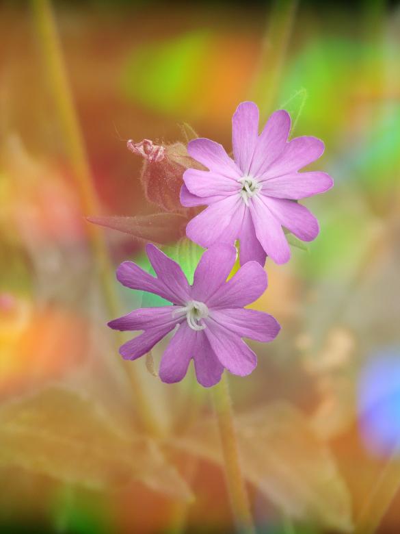 Free stock image of Flower created by Pixabay