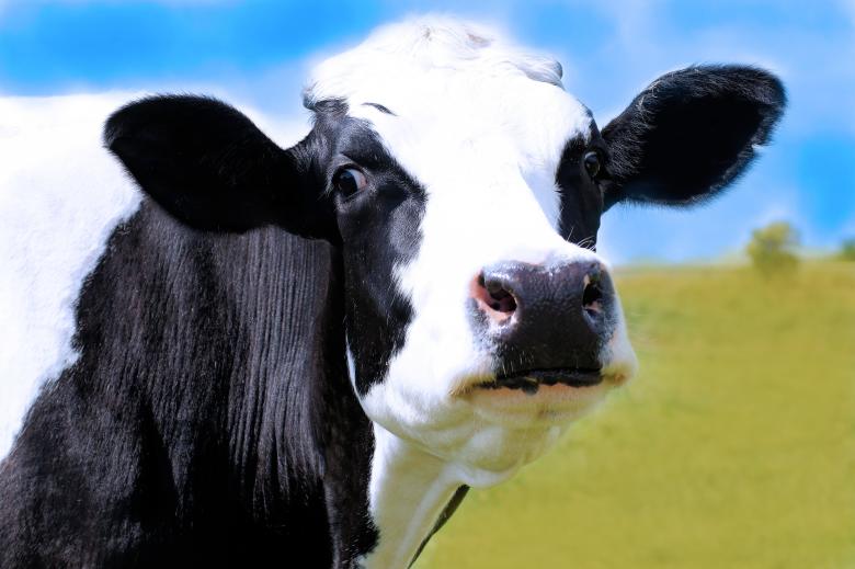 Free stock image of Cow created by Pixabay