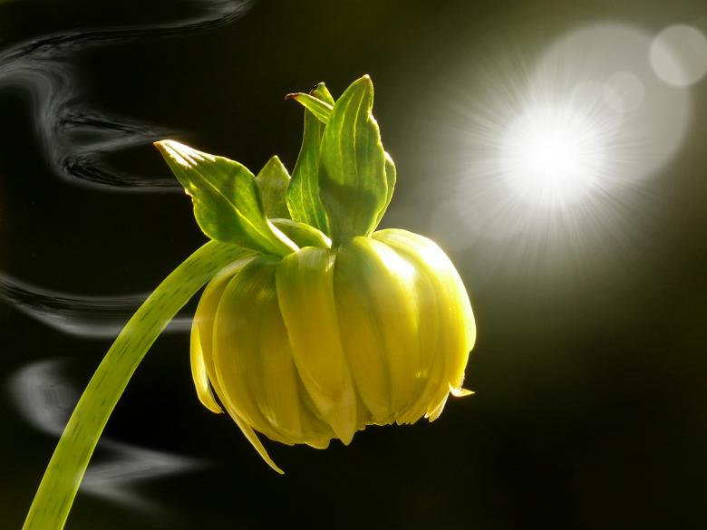Free stock image of Dahlia created by Pixabay