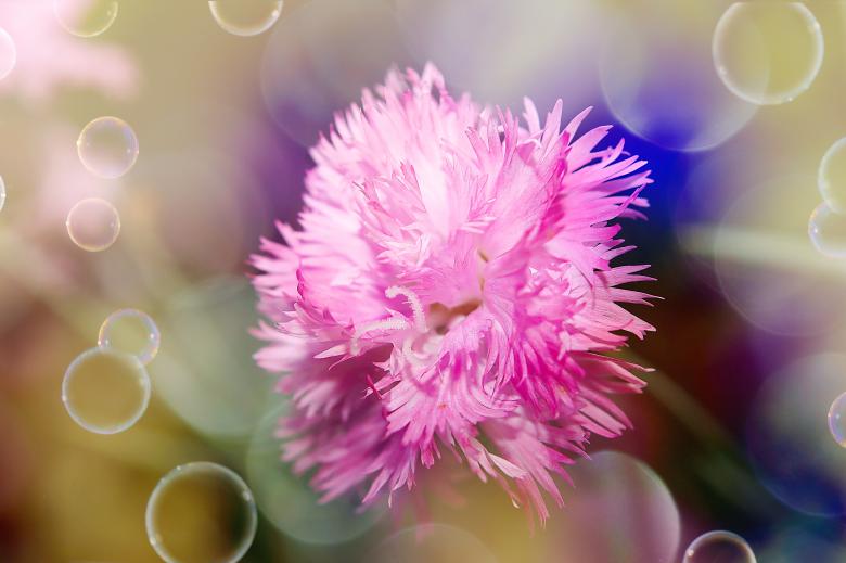 Free stock image of Flower created by Pixabay