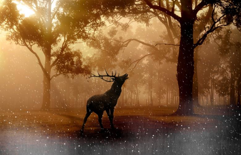 Free stock image of Animal created by Pixabay