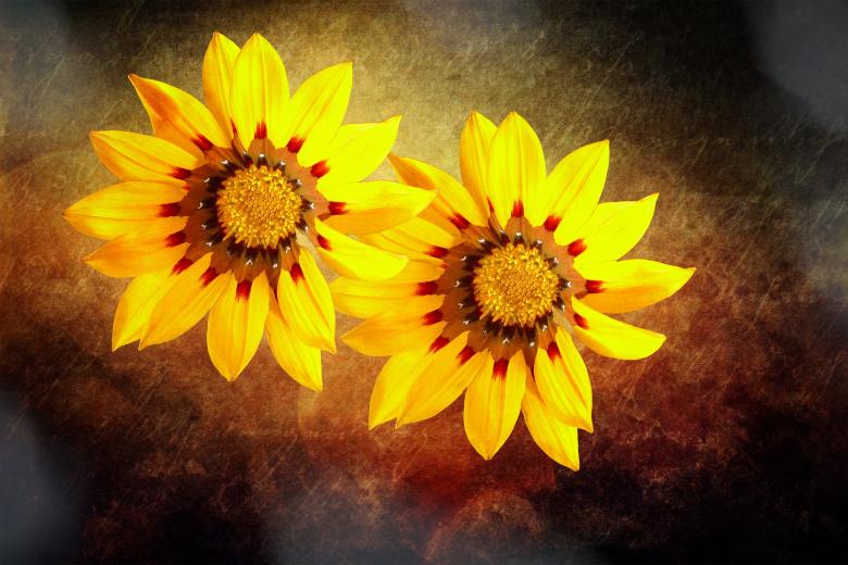 Free stock image of Flower created by Pixabay
