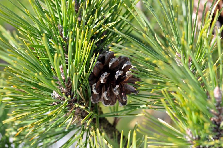 Free stock image of Pine created by Pixabay