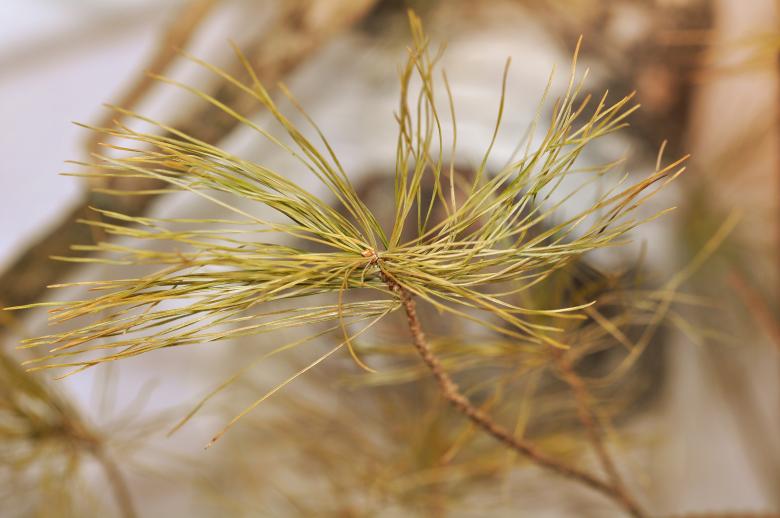 Free stock image of Pine created by Pixabay
