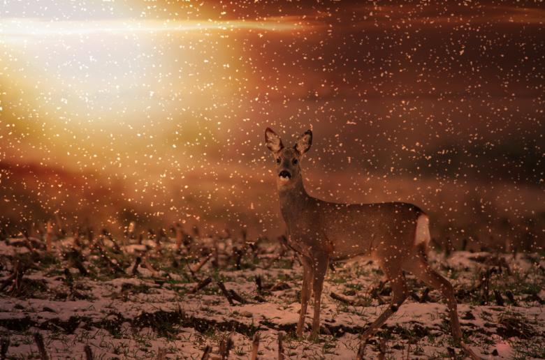 Free stock image of Animal created by Pixabay
