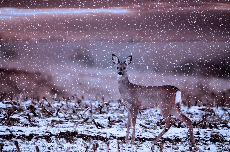 Free stock image of Deer created by Pixabay