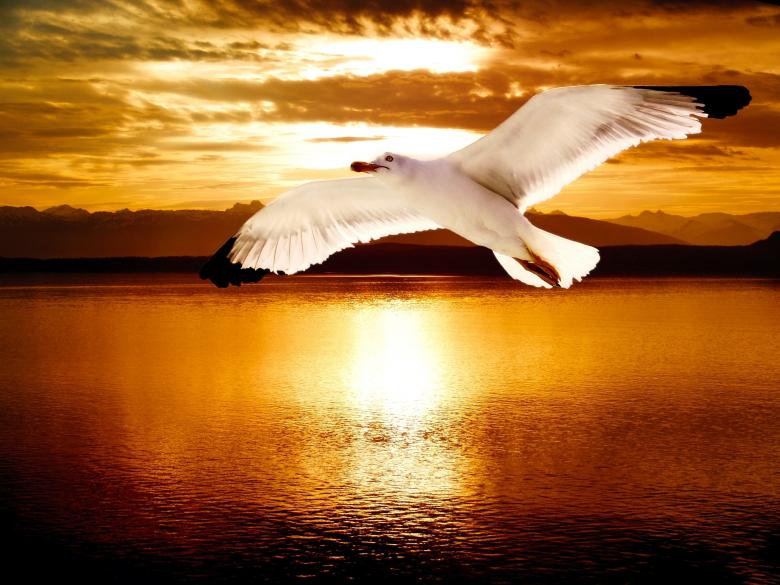 Free stock image of Bird created by Pixabay