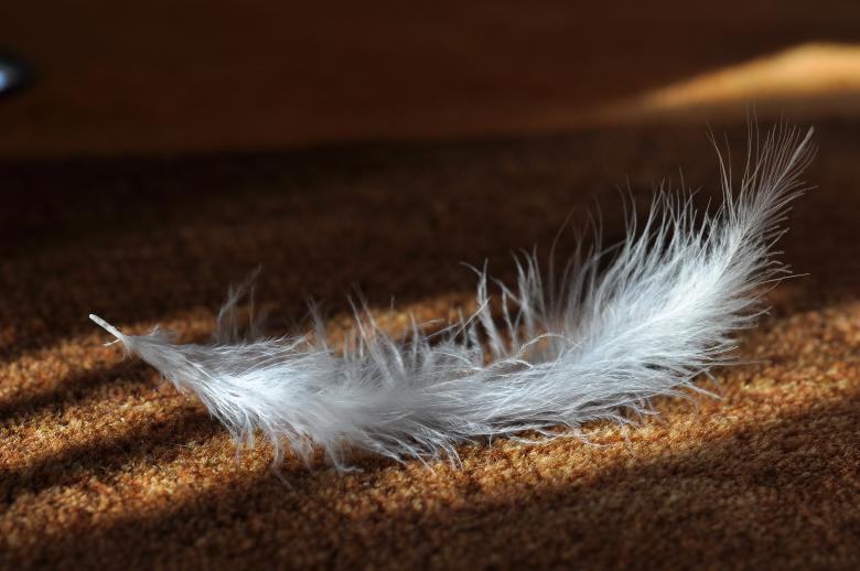 Free stock image of Feather created by Pixabay