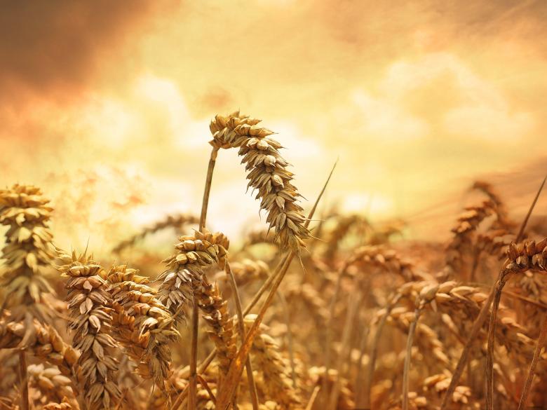Free stock image of Crops created by Pixabay