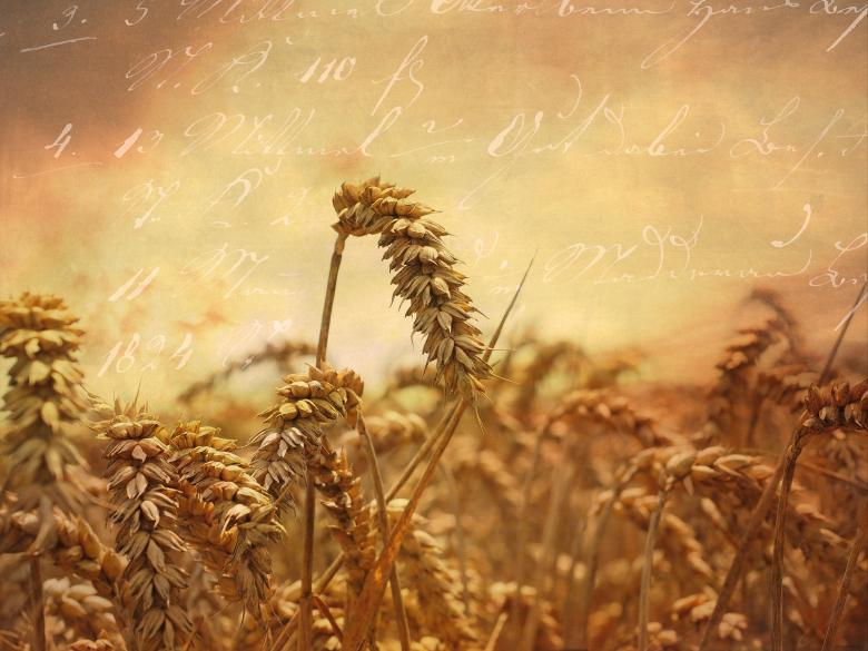 Free stock image of Crops created by Pixabay