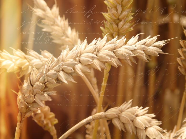 Free stock image of Field created by Pixabay