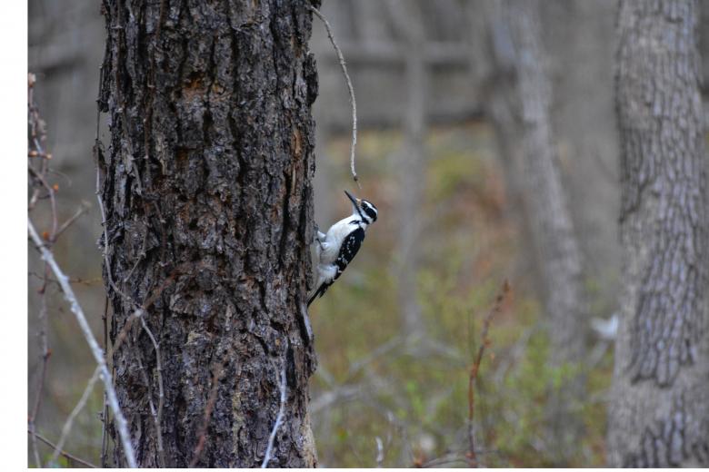 Free stock image of Woodpecker created by Vincent alvino