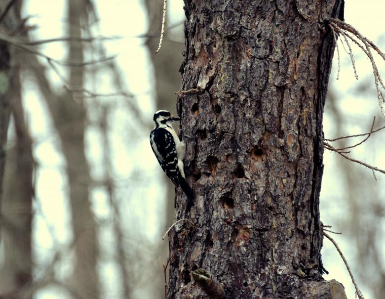 Free stock image of Woodpecker created by Vincent alvino