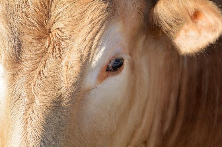 Free stock image of Cow created by Pixabay