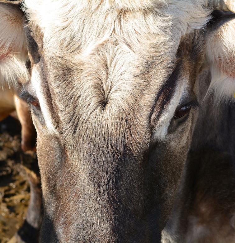 Free stock image of Cow created by Pixabay