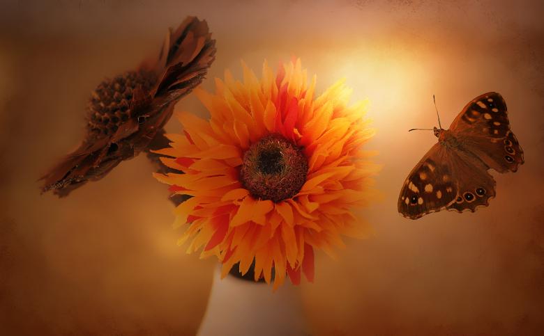 Free stock image of Flower and butterflies created by Pixabay