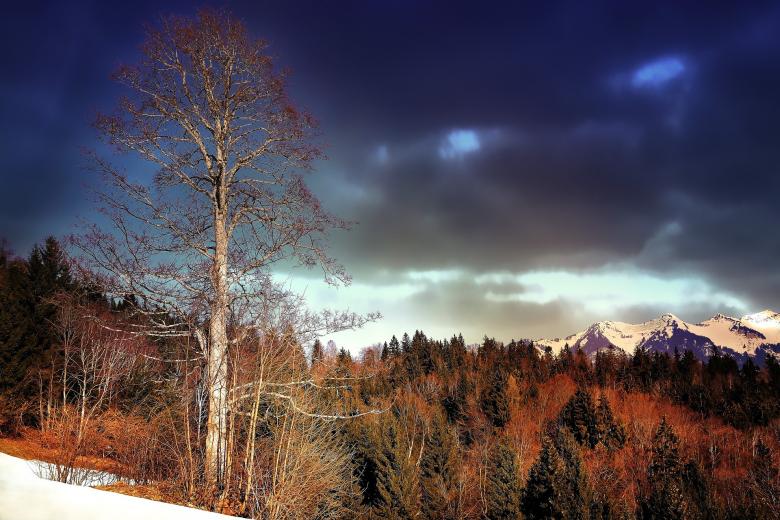 Free stock image of Forest created by Pixabay