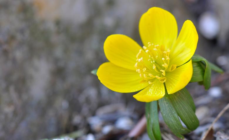 Free stock image of Potentilla created by Pixabay