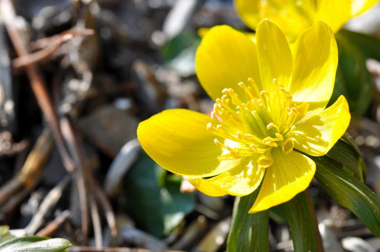 Free stock image of Potentilla created by Pixabay
