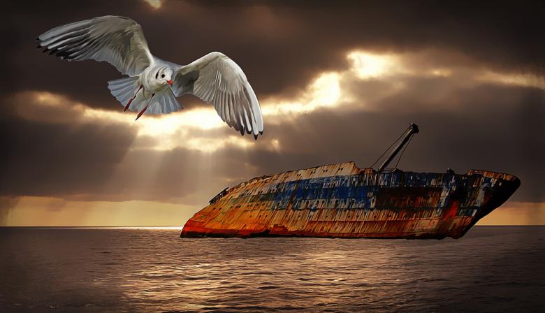 Free stock image of Bird and old ship wreck created by Pixabay