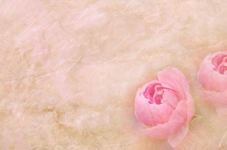 Free stock image of Pink Flowers created by Pixabay