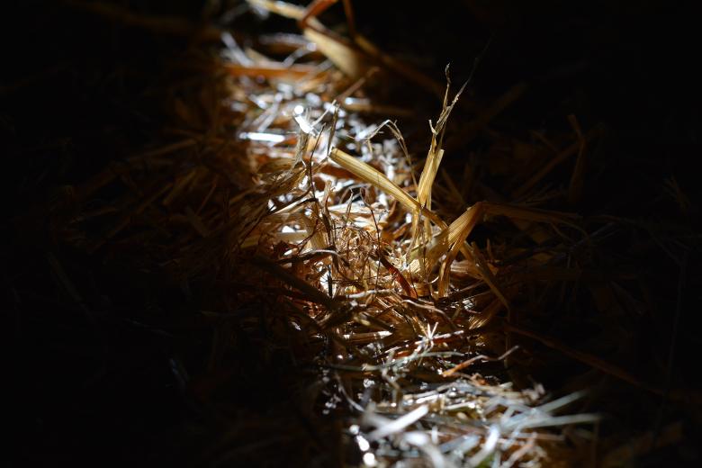 Free stock image of Straw created by Pixabay