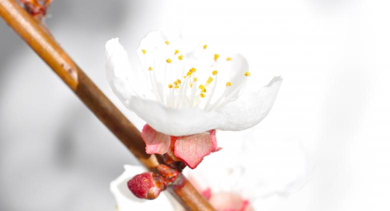 Free stock image of White Flower created by Pixabay