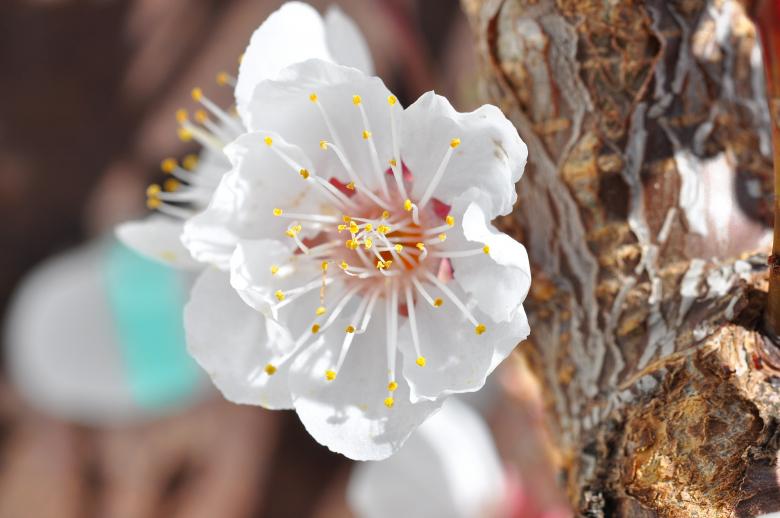 Free stock image of White created by Pixabay