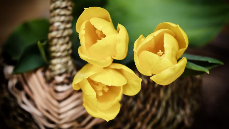 Free stock image of Fresh Yellow Tulips created by Pixabay