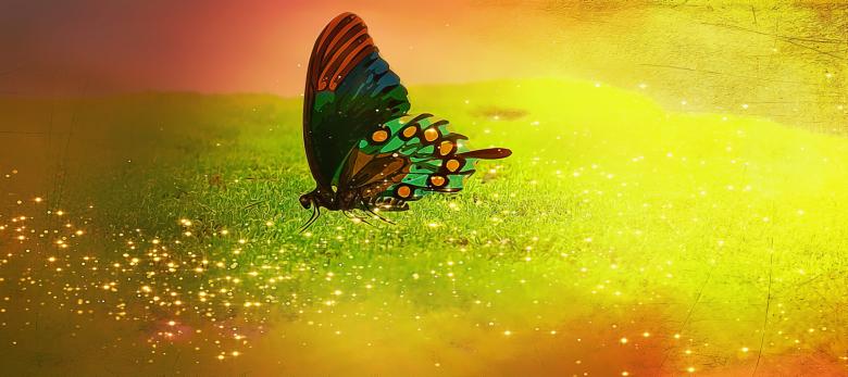 Free stock image of Butterfly created by Pixabay