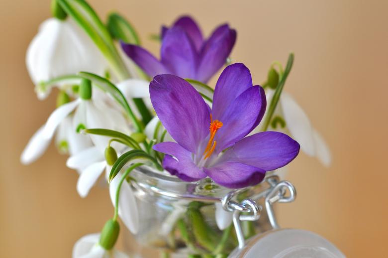 Free stock image of Flower created by Pixabay