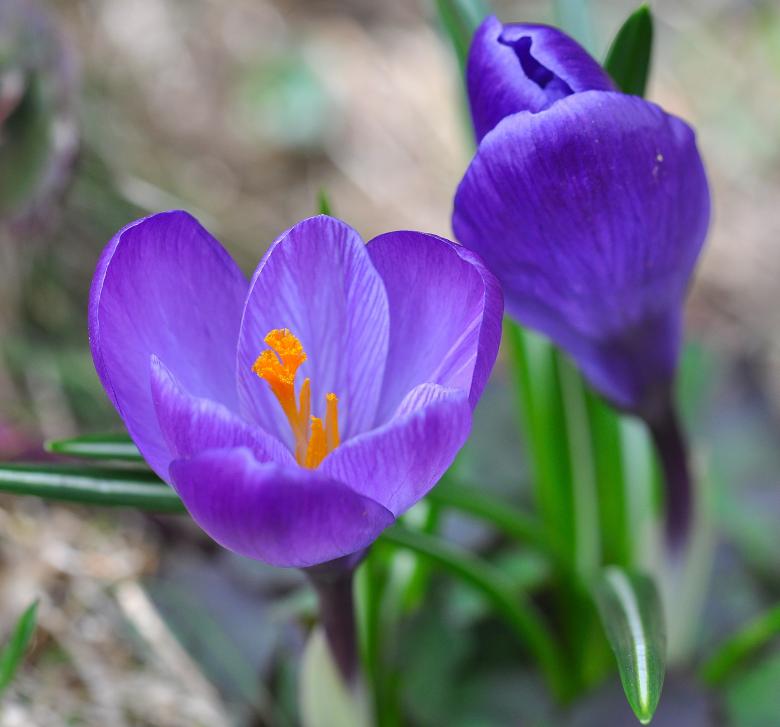 Free stock image of Nature created by Pixabay