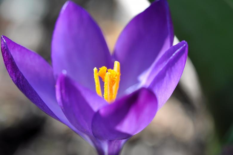 Free stock image of Purple created by Pixabay