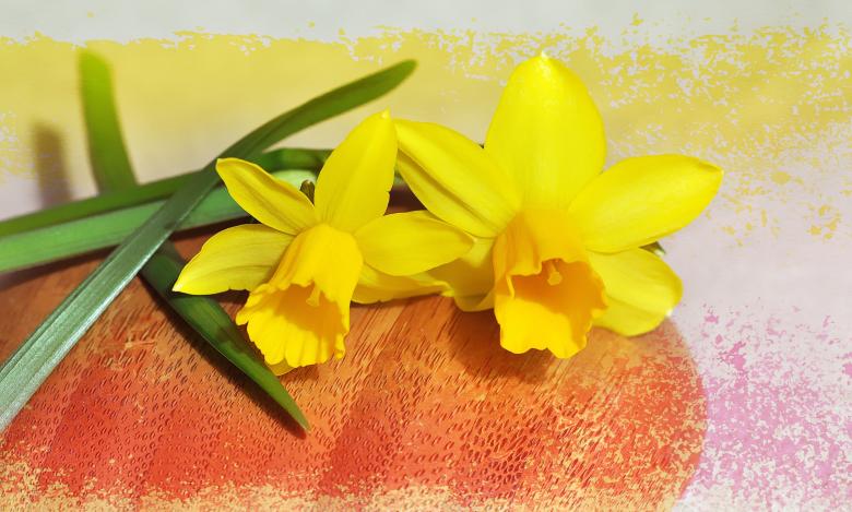 Free stock image of Flower created by Pixabay
